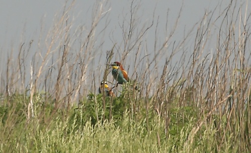 185H2715_Bee-eater_sit